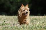 NORWICH TERRIER 060